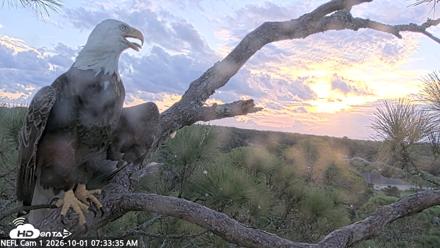 NE Florida Eagles Live Webcam - Oct 1, 2026, 7:34am EDT