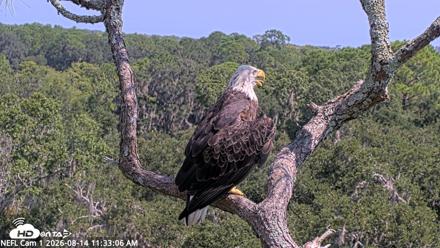 NE Florida Eagles Live Webcam - Aug 14, 2026, 11:34am EDT