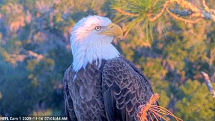 NE Florida Eagles Live Webcam - Nov 16, 2025, 7:07am EST
