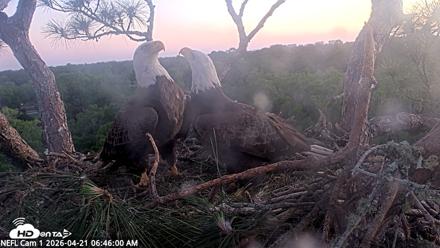 NE Florida Eagles Live Webcam - Apr 21, 2026, 6:46am EDT