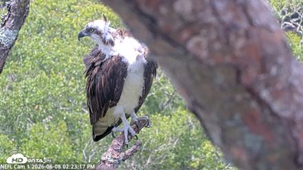 NE Florida Eagles Live Webcam - Jun 8, 2026, 2:24pm EDT