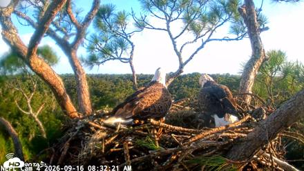 NE Florida Eagles Live Webcam - Sep 16, 2026, 8:33am EDT