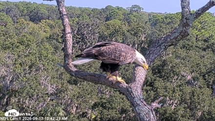 NE Florida Eagles Live Webcam - Sep 17, 2026, 10:43am EDT