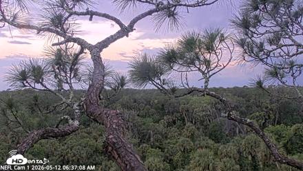 NE Florida Eagles Live Webcam - May 12, 2026, 6:38am EDT