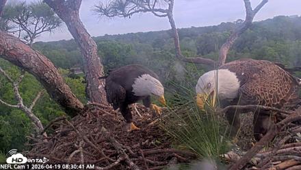 NE Florida Eagles Live Webcam - Apr 19, 2026, 8:31am EDT