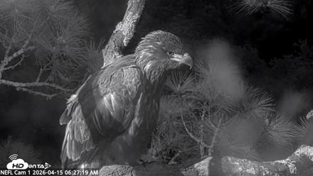 NE Florida Eagles Live Webcam - Apr 15, 2026, 6:29am EDT