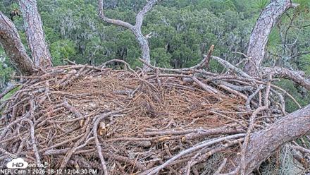 NE Florida Eagles Live Webcam - Aug 12, 2026, 12:07pm EDT