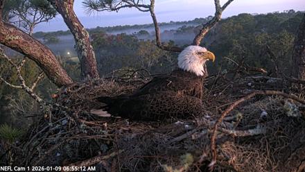 NE Florida Eagles Live Webcam - Jan 9, 2026, 6:56am EST