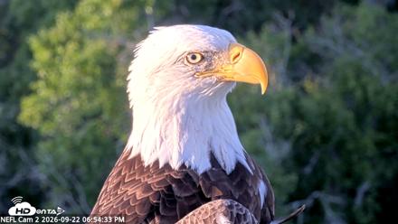 NE Florida Eagles Live Webcam - Sep 22, 2026, 6:56pm EDT