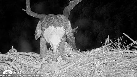 NE Florida Eagles Live Webcam - Sep 30, 2026, 7:35pm EDT