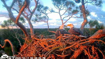 NE Florida Eagles Live Webcam - Oct 17, 2026, 6:48pm EDT