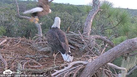 NE Florida Eagles Live Webcam - Sep 4, 2026, 7:09am EDT