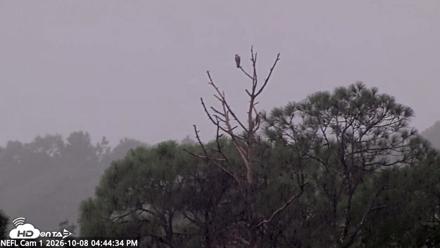 NE Florida Eagles Live Webcam - Oct 8, 2026, 4:45pm EDT