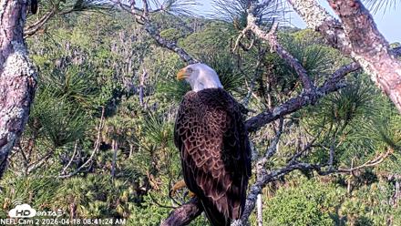 NE Florida Eagles Live Webcam - Apr 18, 2026, 8:42am EDT