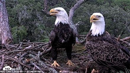 NE Florida Eagles Live Webcam - Sep 11, 2026, 7:44pm EDT