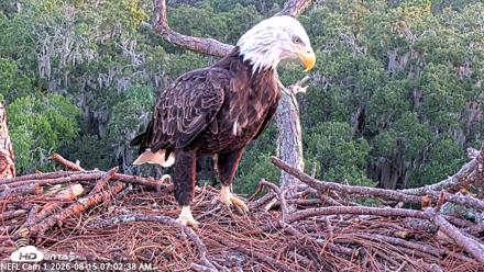 NE Florida Eagles Live Webcam - Aug 15, 2026, 7:03am EDT