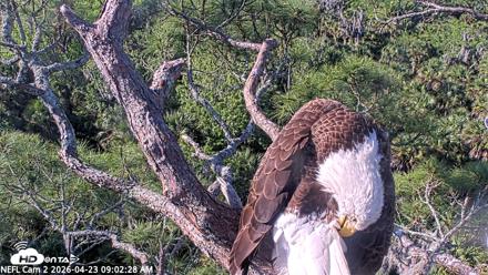 NE Florida Eagles Live Webcam - Apr 23, 2026, 9:03am EDT