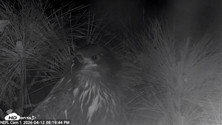 NE Florida Eagles Live Webcam - Apr 12, 2026, 8:20pm EDT