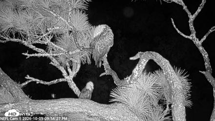 NE Florida Eagles Live Webcam - Oct 5, 2026, 9:55pm EDT