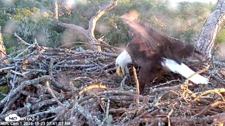 NE Florida Eagles Live Webcam - Oct 23, 2026, 7:42am EDT