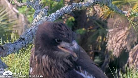 NE Florida Eagles Live Webcam - Apr 11, 2026, 9:57am EDT