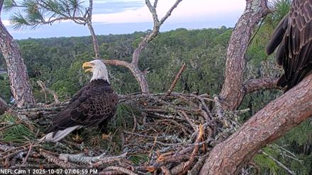 NE Florida Eagles Live Webcam - Oct 7, 2025, 7:07pm EDT