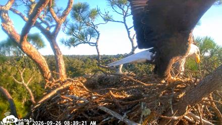 NE Florida Eagles Live Webcam - Sep 26, 2026, 8:40am EDT