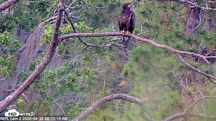 NE Florida Eagles Live Webcam - Apr 30, 2026, 8:26am EDT