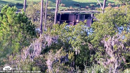 NE Florida Eagles Live Webcam - Aug 31, 2026, 8:15am EDT