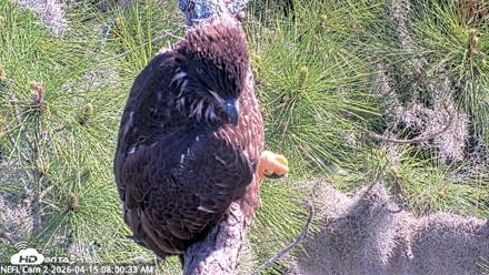 NE Florida Eagles Live Webcam - Apr 15, 2026, 8:01am EDT
