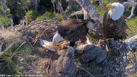 NE Florida Eagles Live Webcam - Jan 29, 2026, 4:04pm EST