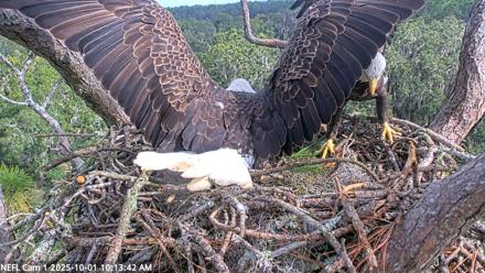 NE Florida Eagles Live Webcam - Oct 1, 2025, 10:14am EDT