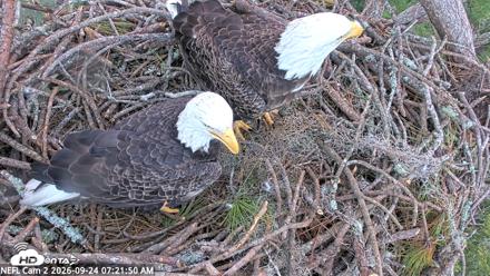 NE Florida Eagles Live Webcam - Sep 24, 2026, 7:22am EDT