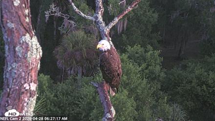 NE Florida Eagles Live Webcam - Apr 28, 2026, 6:28am EDT