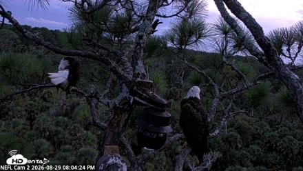 NE Florida Eagles Live Webcam - Aug 29, 2026, 8:05pm EDT