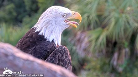 NE Florida Eagles Live Webcam - Aug 17, 2026, 7:44pm EDT