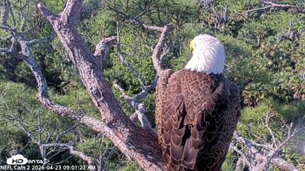 NE Florida Eagles Live Webcam - Apr 23, 2026, 9:02am EDT
