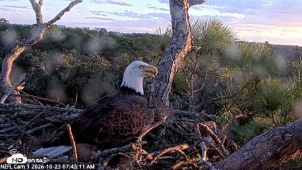 NE Florida Eagles Live Webcam - Oct 23, 2026, 7:44am EDT