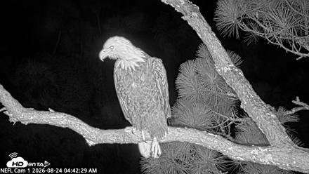 NE Florida Eagles Live Webcam - Aug 24, 2026, 4:43am EDT