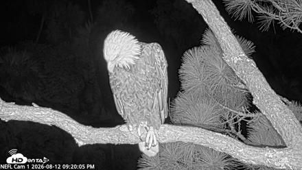 NE Florida Eagles Live Webcam - Aug 12, 2026, 9:21pm EDT