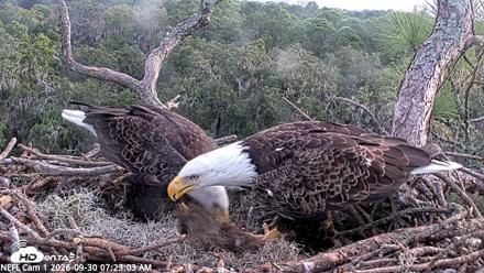 NE Florida Eagles Live Webcam - Sep 30, 2026, 7:24am EDT