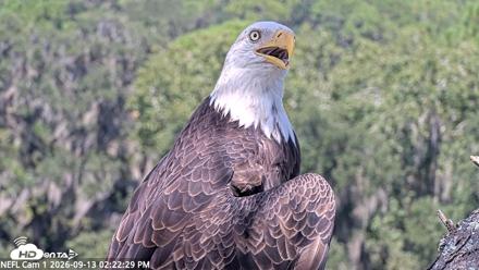 NE Florida Eagles Live Webcam - Sep 13, 2026, 2:23pm EDT