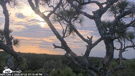 NE Florida Eagles Live Webcam - Jul 25, 2026, 7:14pm EDT