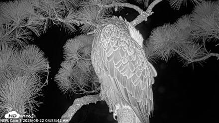 NE Florida Eagles Live Webcam - Aug 22, 2026, 4:54am EDT