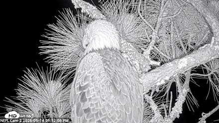 NE Florida Eagles Live Webcam - May 14, 2026, 9:12pm EDT
