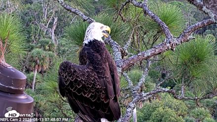 NE Florida Eagles Live Webcam - Aug 13, 2026, 7:48pm EDT