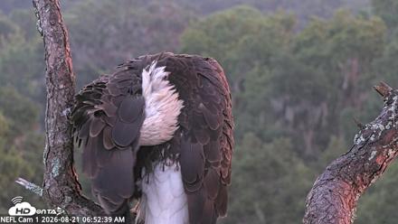 NE Florida Eagles Live Webcam - Aug 21, 2026, 6:53am EDT