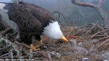NE Florida Eagles Live Webcam - Jan 5, 2026, 7:17am EST