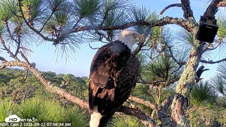 NE Florida Eagles Live Webcam - Sep 22, 2026, 7:57am EDT