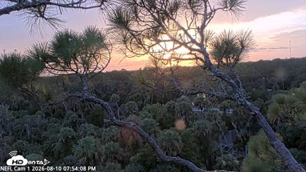 NE Florida Eagles Live Webcam - Aug 10, 2026, 7:55pm EDT